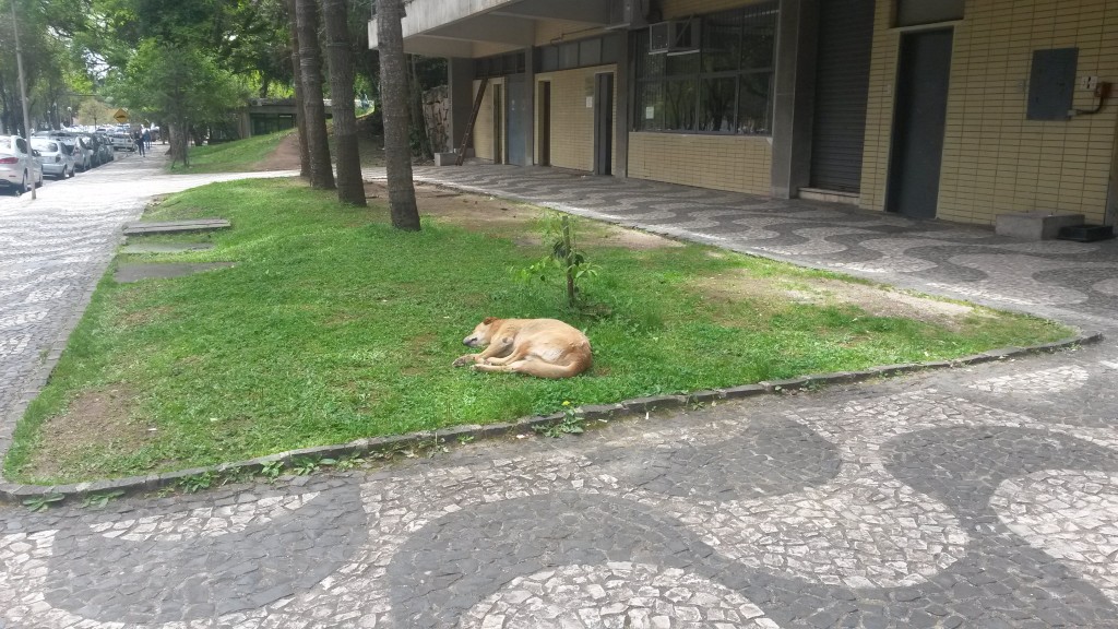 cao-politecnico-jornal-comunicacao