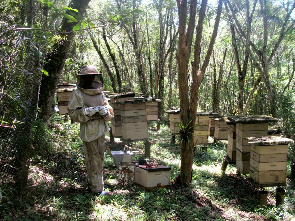 apicultores