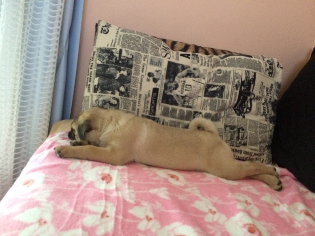 Com as patas cruzadas, Sócrates aproveita um momento de descanso (Foto: Acervo pessoal/Luana Prado)